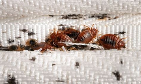 Can Bed Bugs Live in Books? An Examination of the Facts and Related Perceptions